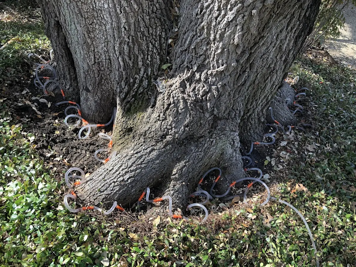 Detailed Tree Cabling and Bracing job site in Cassopolis