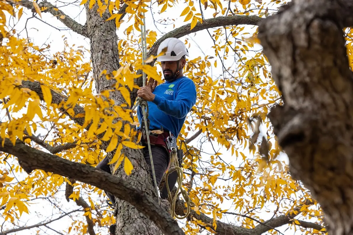 Skilled Tree Trimming crew working in Cassopolis